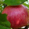 20350 Сорта яблонь