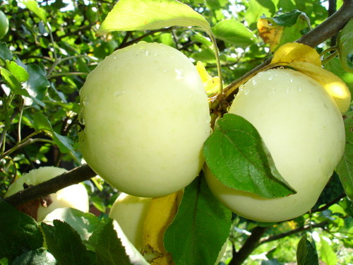 Яблоки белый налив