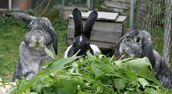 Какой травой кормить кроликов