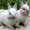 20400 Можно ли прокормить кроликов без зерна ?