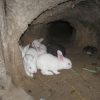 20418 Разведение кроликов в ямах
