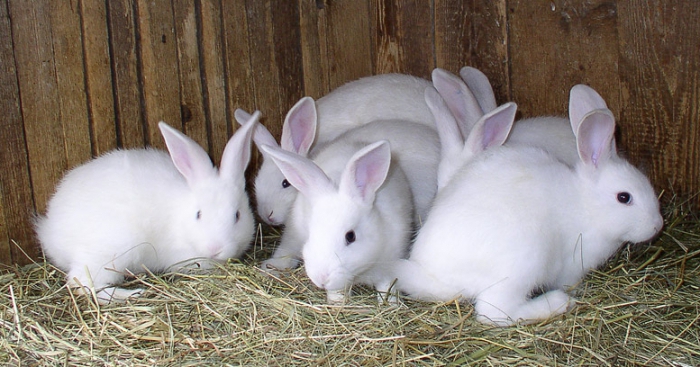 Болезни кроликов, лечение и профилактика