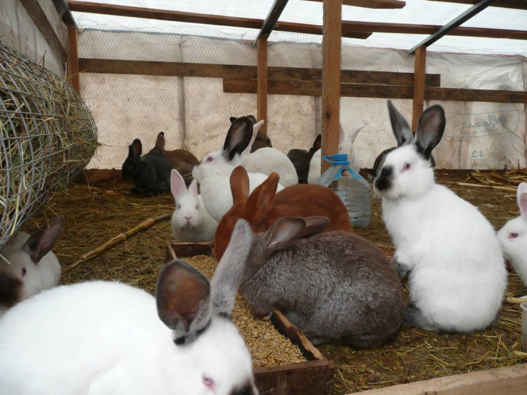 Содержание кроликов в вольерах