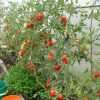 20642 Как повысить устойчивость томатов