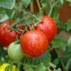 20668 Выращивание томатов