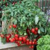 20673 Как выращивать томаты на балконе