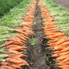 20847 Когда убирать морковь