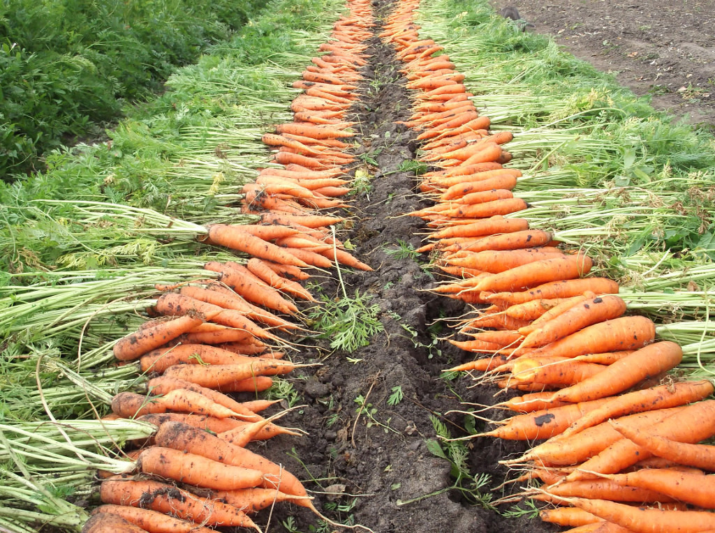20847 Когда убирать морковь