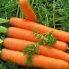 20851 Качество моркови