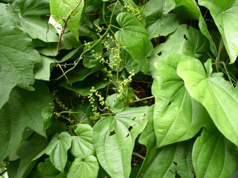 Растение Диоскорея кавказская