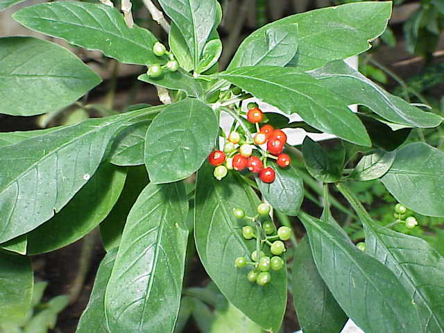 Растение Ипекакуана