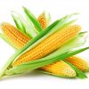 21309 Растение Кукуруза
