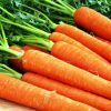 21548 Растение Морковь