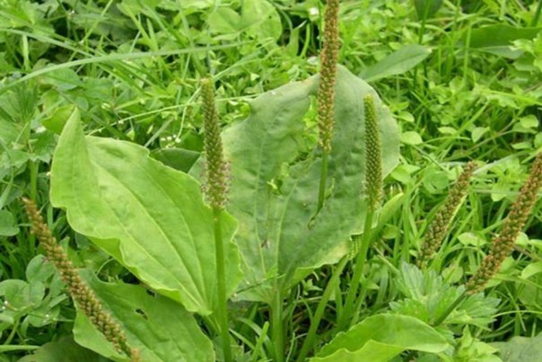 Растение Чирьева трава