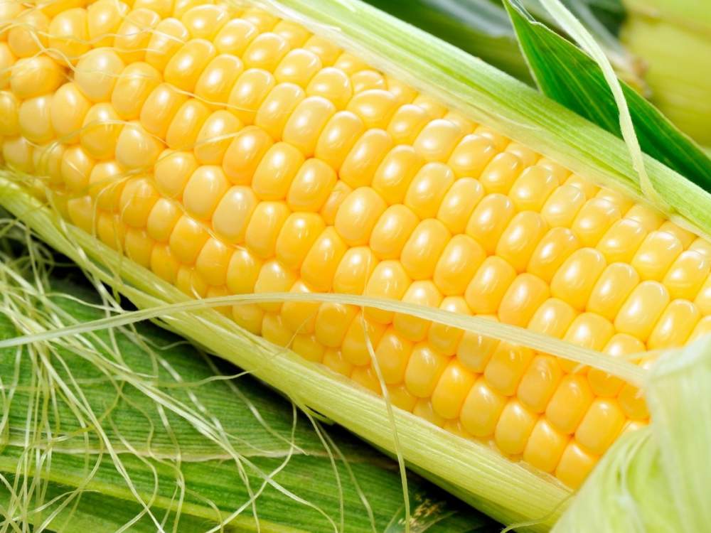 23116 Сахарная кукуруза — одна из доходных культур
