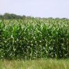 23119 Выращивание кукурузы сахарной