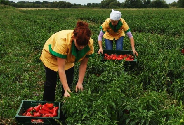 Сбор перца