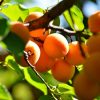 24122 Выращивание абрикоса