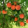 24213 Выращивание персиков
