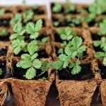 Выращивание рассады клубники из семян