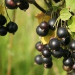 Уход за кустами смородины