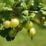 Посадка и уход за крыжовником
