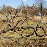 Секреты осенней обрезки