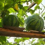 Выращивание бахчевых культур на своем участке