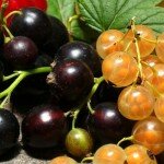 Смородина на глине вырастет или нет