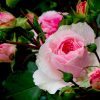 24634 Выращивание роз из срезанных цветков