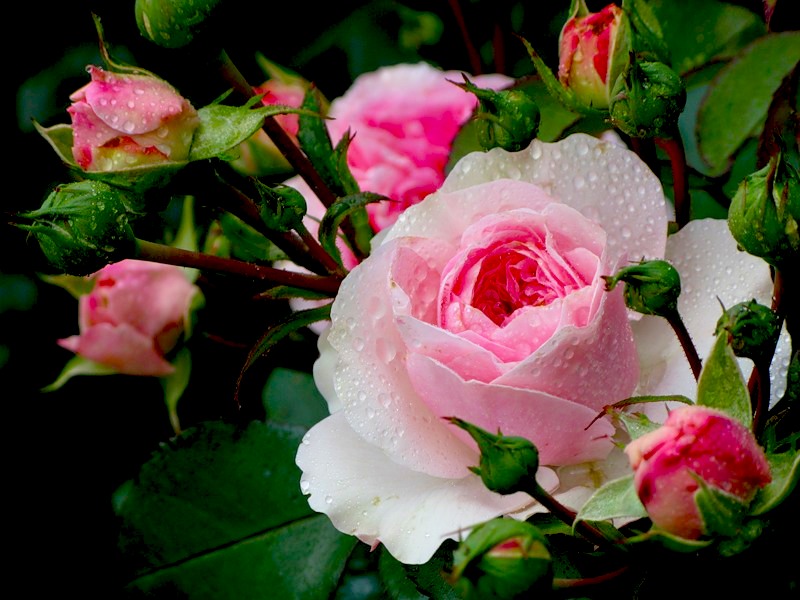 Выращивание роз из срезанных цветков