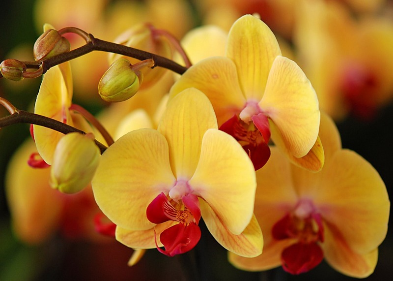 Посадка орхидеи