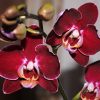 24727 Уход за орхидеей Фаленопси