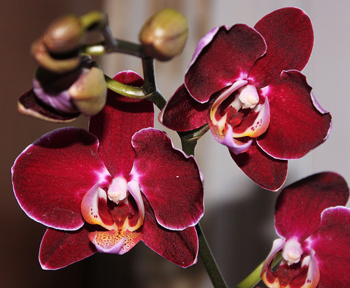 Уход за орхидеей Фаленопси