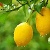25052 Как формировать лимон