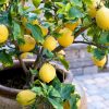 25101 Советы по выращиванию комнатного лимона