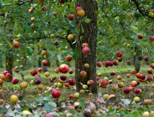 25110 Как нужно ухаживать за яблоней