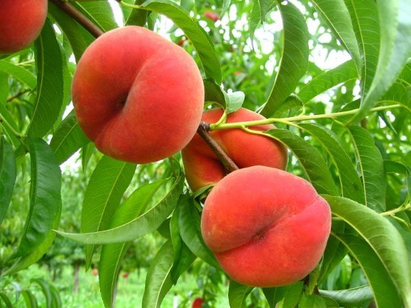 Посадка, выращивание и уход за персиком
