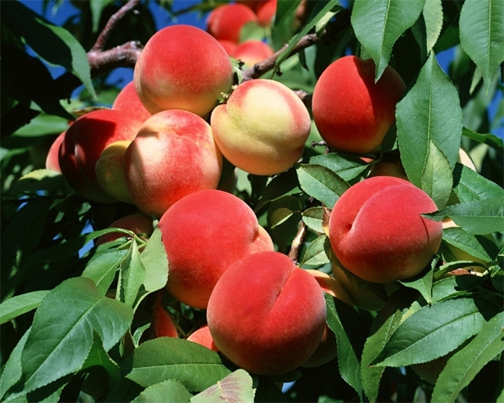 25122 Как посадить персик