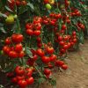 25198 Какие томаты хорошо растут в теплице