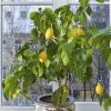 25505 Выращиваем лимонное дерево дома