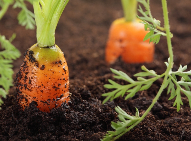 25333 Выращиваем морковь