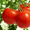 25339 Выращиваем томаты