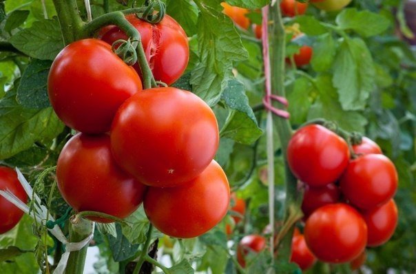 Как собрать большой урожай помидоров