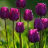 25647 Как вырастить тюльпаны из семян