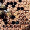 25761 Инфекционные болезни пчёл. Европейский гнилец