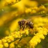 25764 Болезни пчёл. Нектарный токсикоз