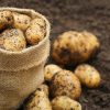 25799 Как посадить картофель традиционным способом