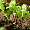 Planting and growing beets