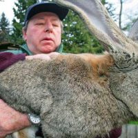 28528 Породы кроликов великанов